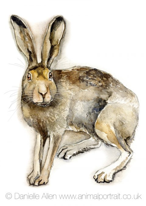 Spooked Hare