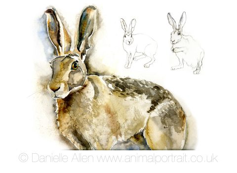 Hare