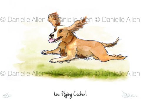 Low Flying Cocker